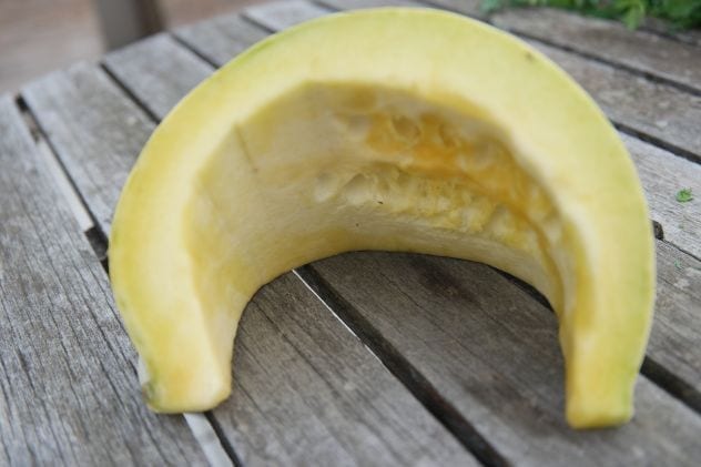 courge blanche de Turquie