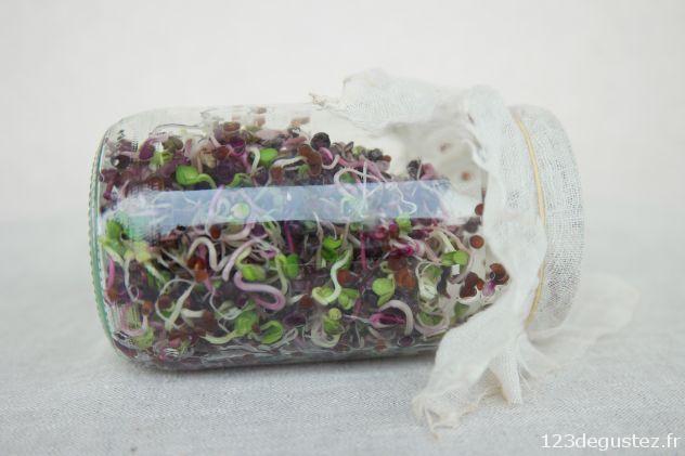 graines germées maison