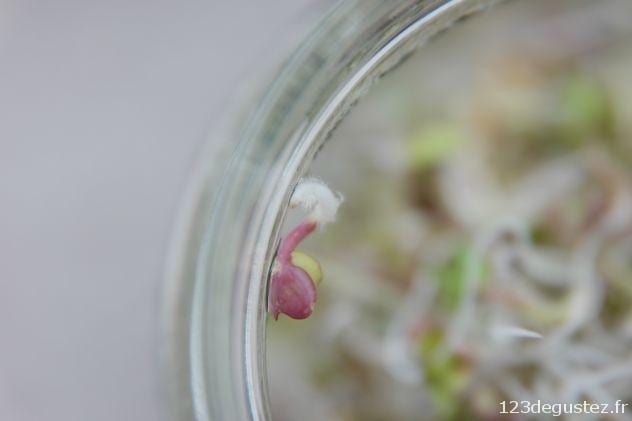 radis pourpre germé