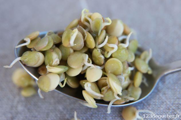 lentilles germées blondes après 48 h