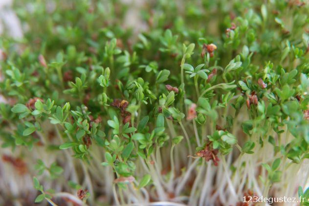 cressonnette germée