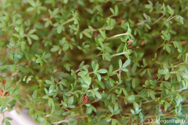 cressonnette germée