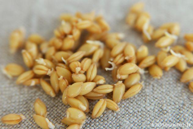 petit épeautre germé