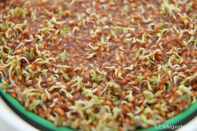 cressonnette germée