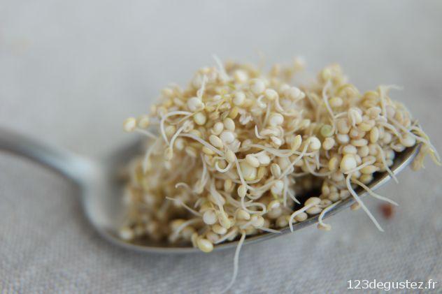 quinoa germé