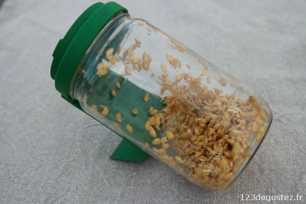 petit épeautre germé