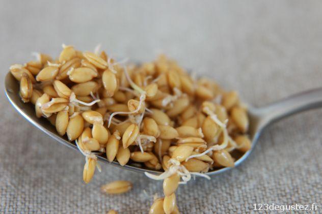 petit épeautre germé