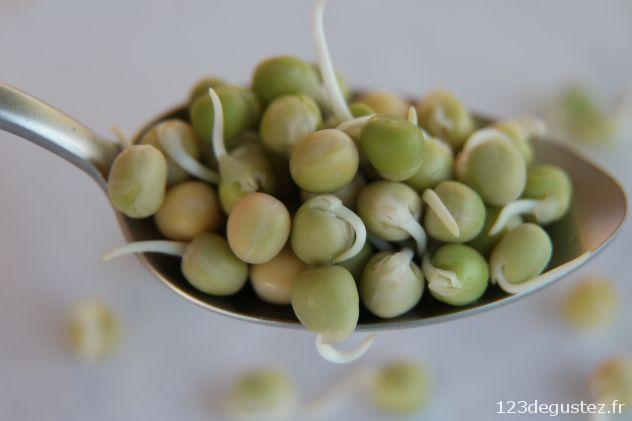 pois vert germés