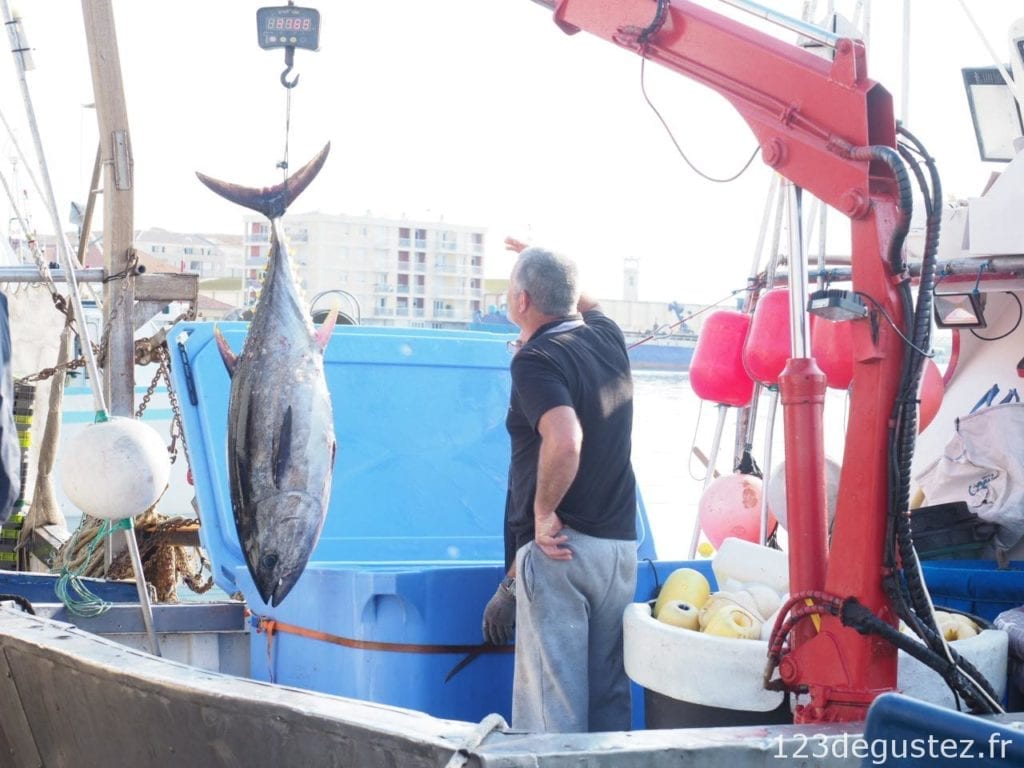 thon rouge et pêcheur de thon