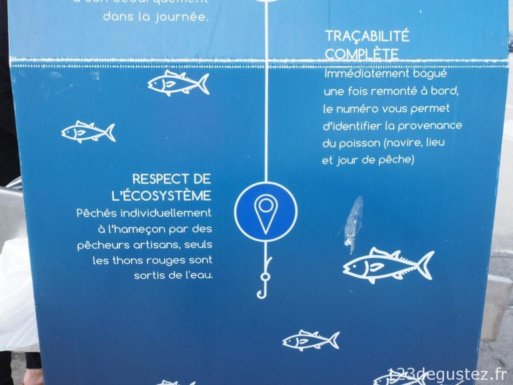 thon rouge et pêcheur de thon