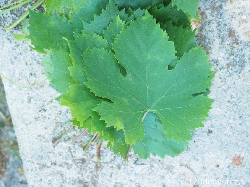 Feuilles de vignes farcies à la grecque