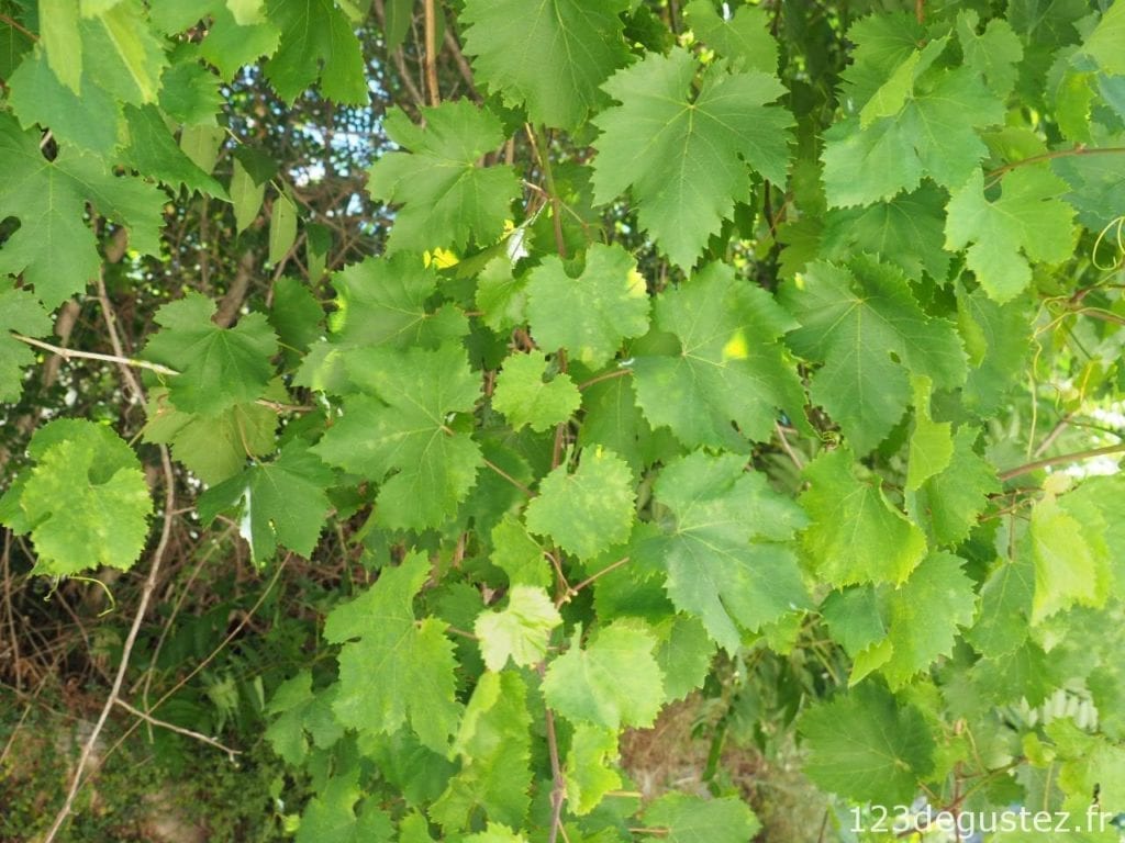 Feuilles de vignes farcies à la grecque
