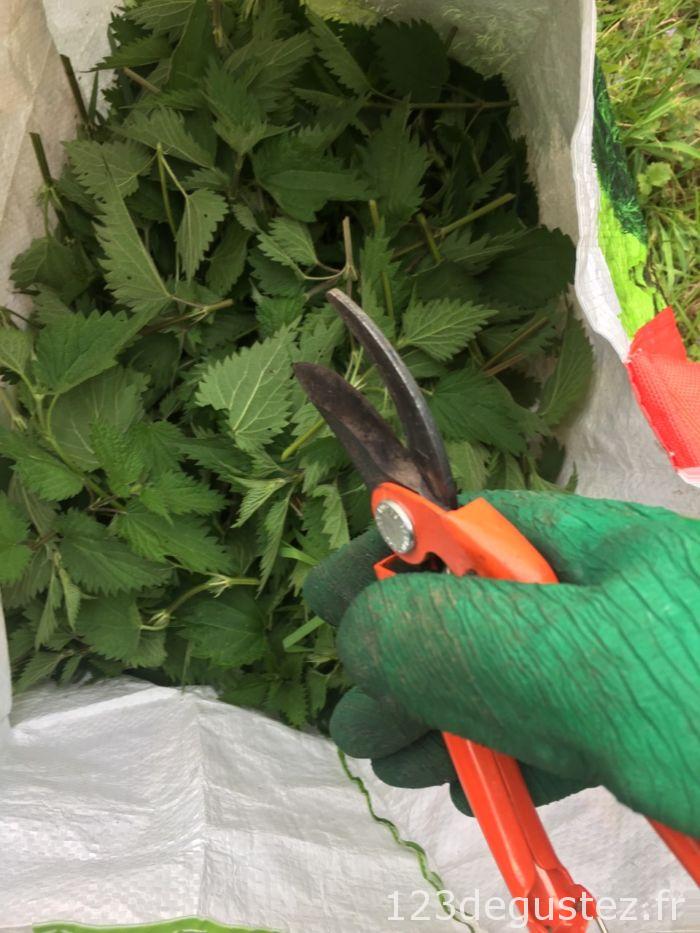 recette aux orties
