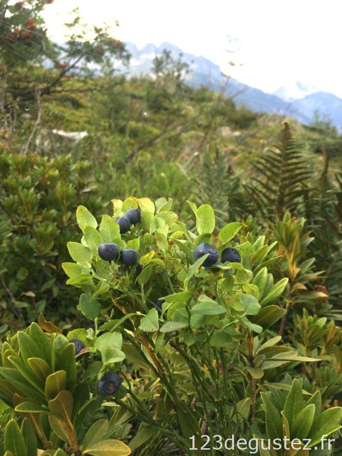 myrtille sauvage