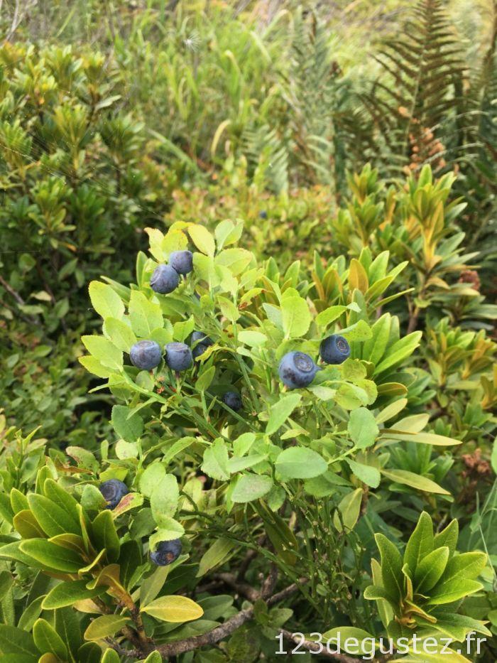 myrtille sauvage