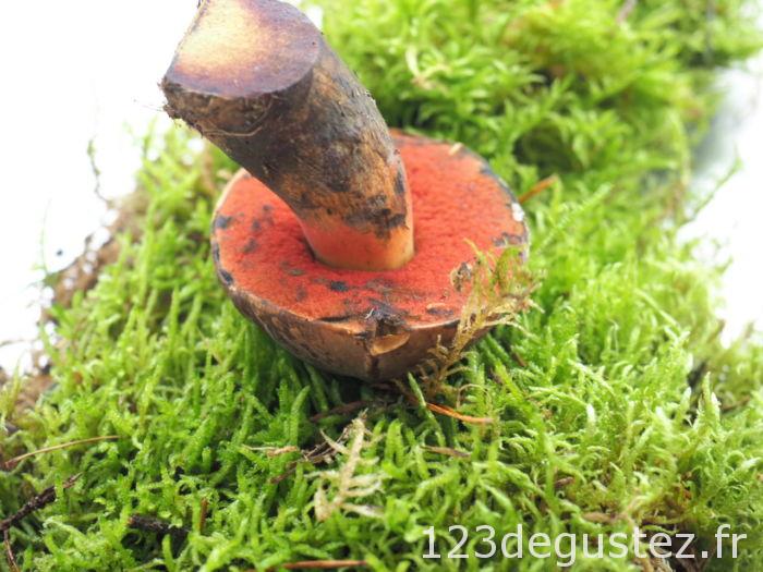 bolet à pied rouge