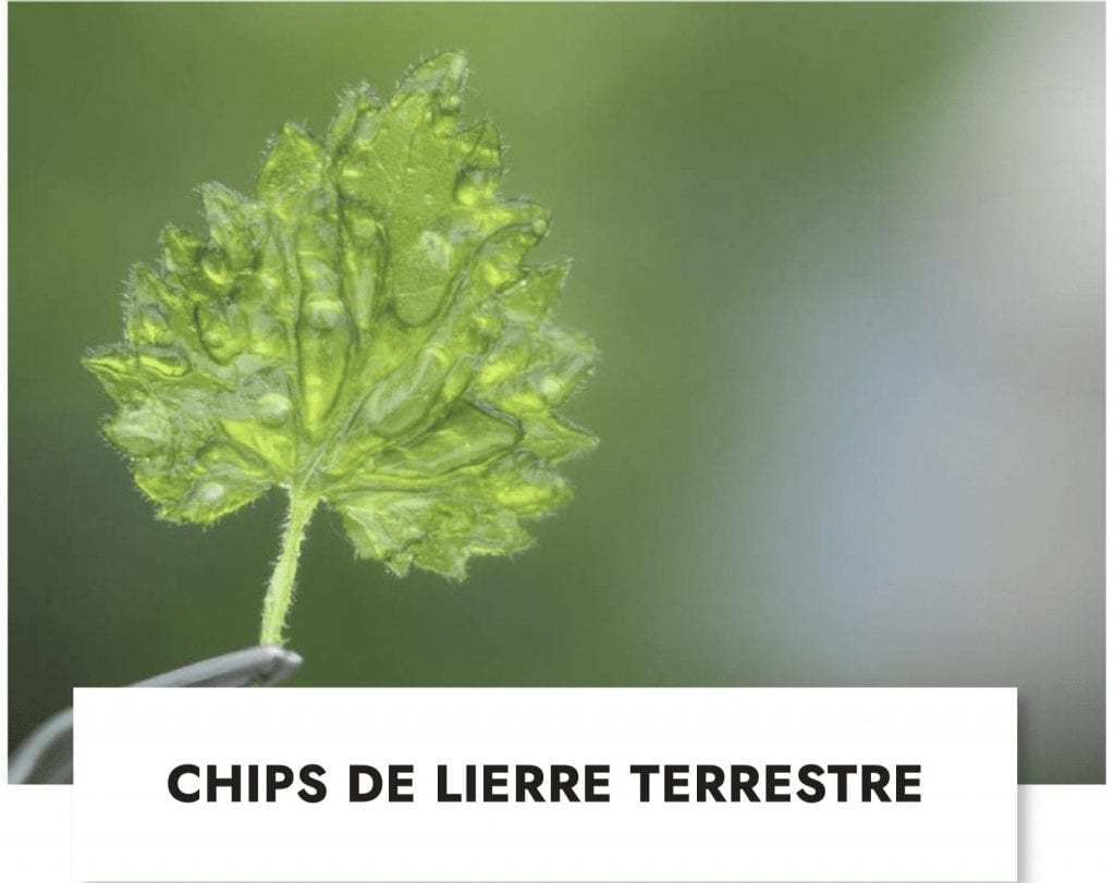 4 saisons de cueillette - tome 2