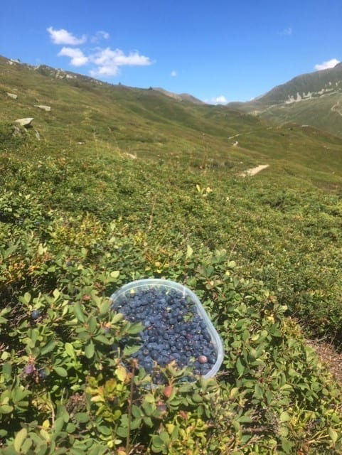 recette aux myrtilles