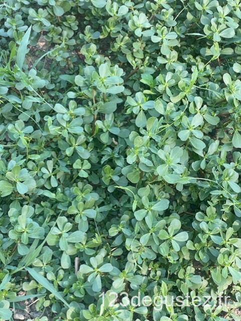 salade composée au pourpier